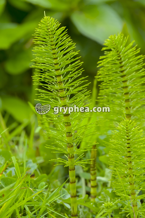 Grande prêle - axe chlorophyllien stérile (Equisetum telmateia) - gryphea.org